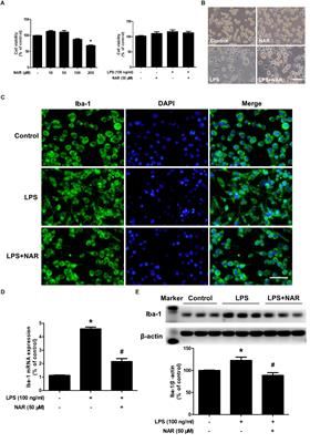 Targeting MAPK Pathways by Naringenin Modulates Microglia M1/M2 Polarization in Lipopolysaccharide-Stimulated Cultures